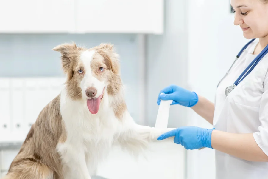 The Difference Between Emergency Veterinary Care And Regular Vet Visits The Difference Between Emergency Veterinary Care And Regular Vet Visits